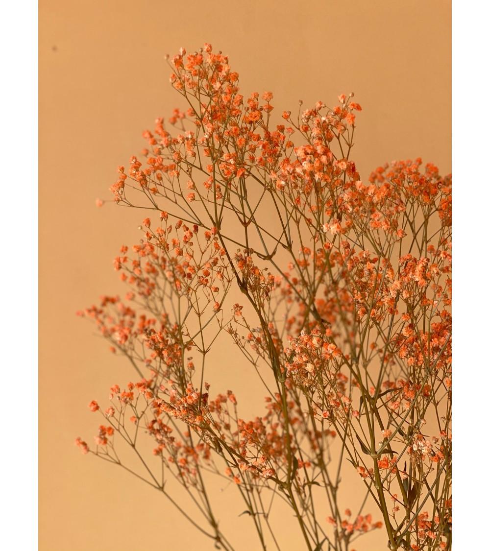 Pompon Bazar GYPSOPHILE PRESERVE ORANGÉ