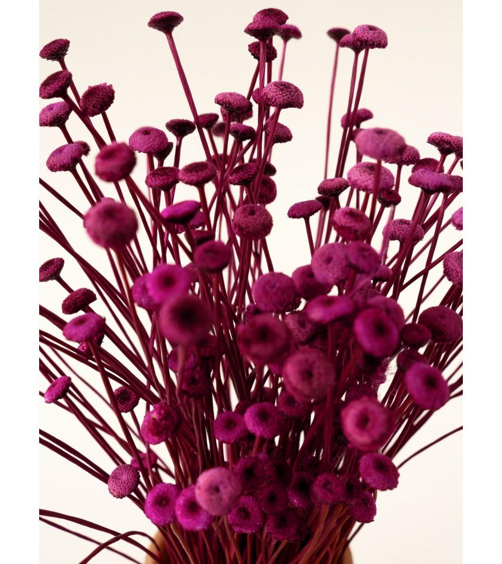 Pompon Bazar PETITE BOTTE De BOUTONS FUCHSIA