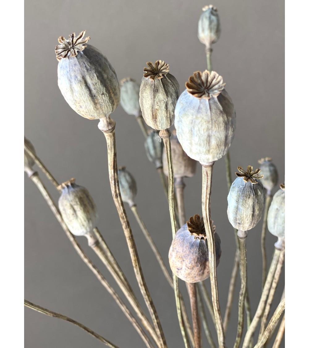 Pompon Bazar Petits PAVOTS NATUREL