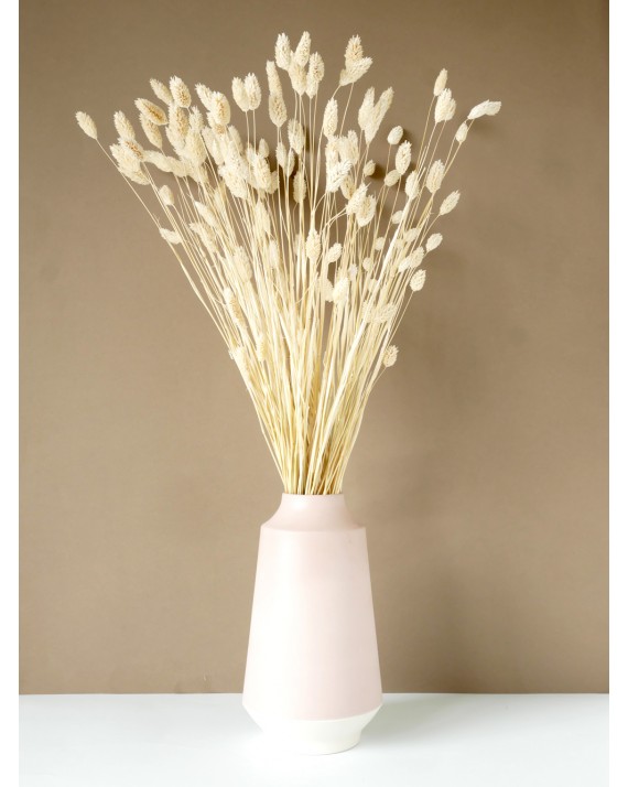 pompon bazar PHALARIS BLANC