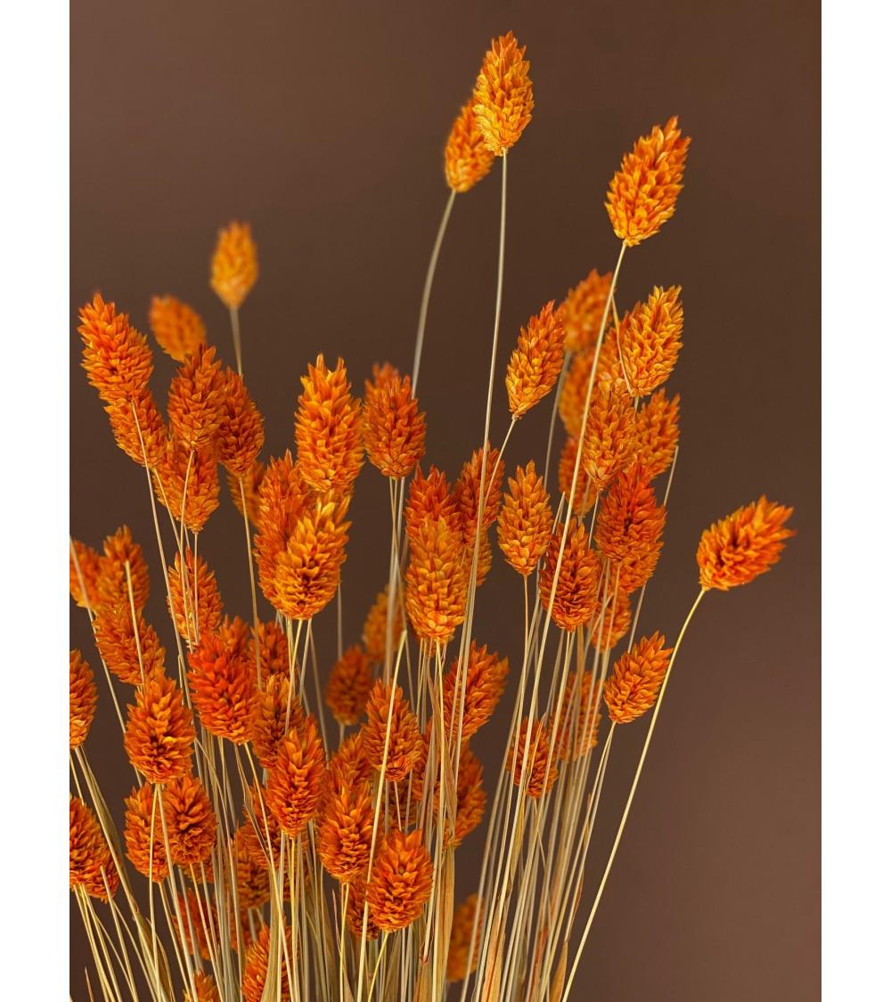 Pompon Bazar PHALARIS ORANGE