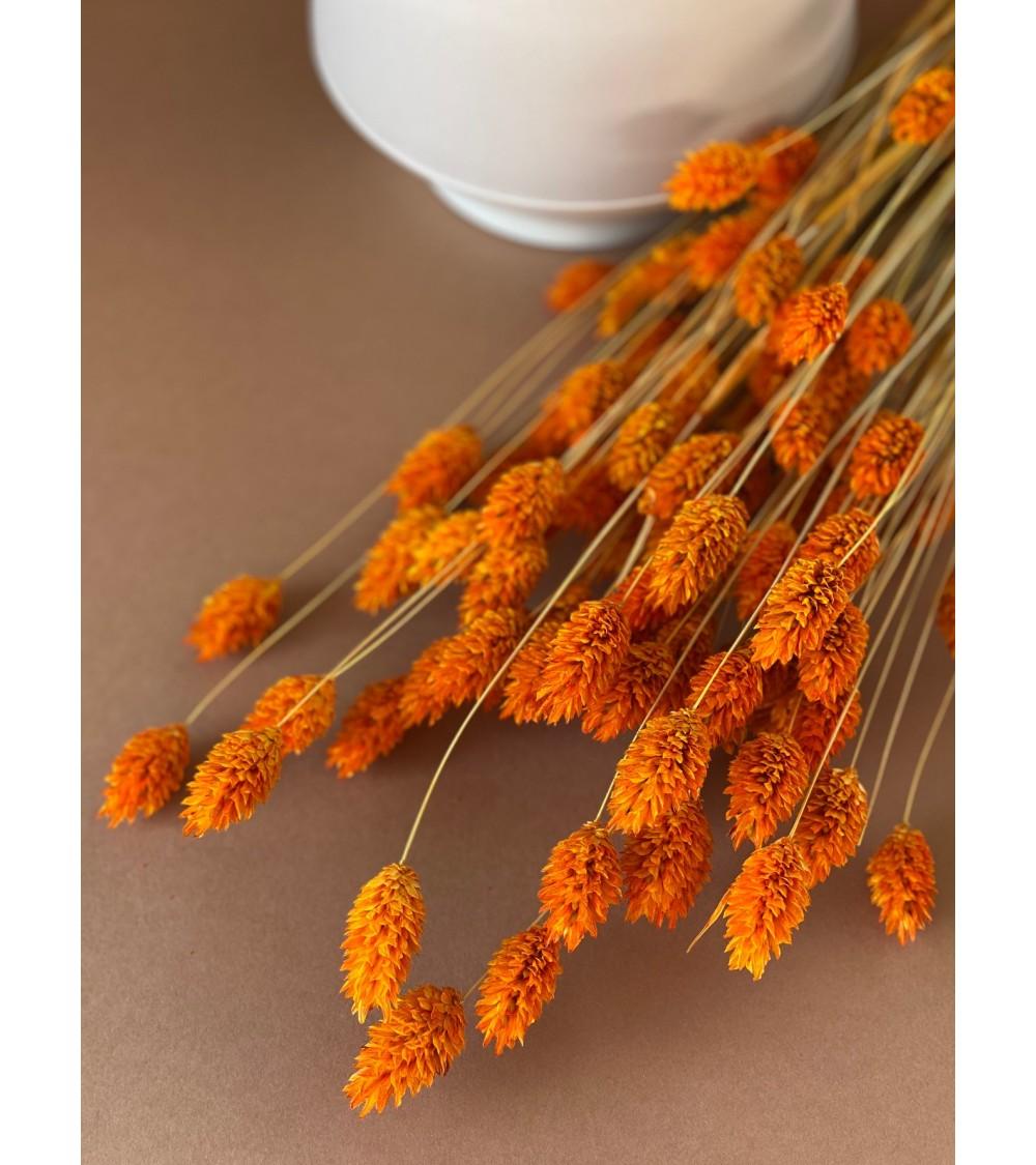 pompon bazar PHALARIS ORANGE