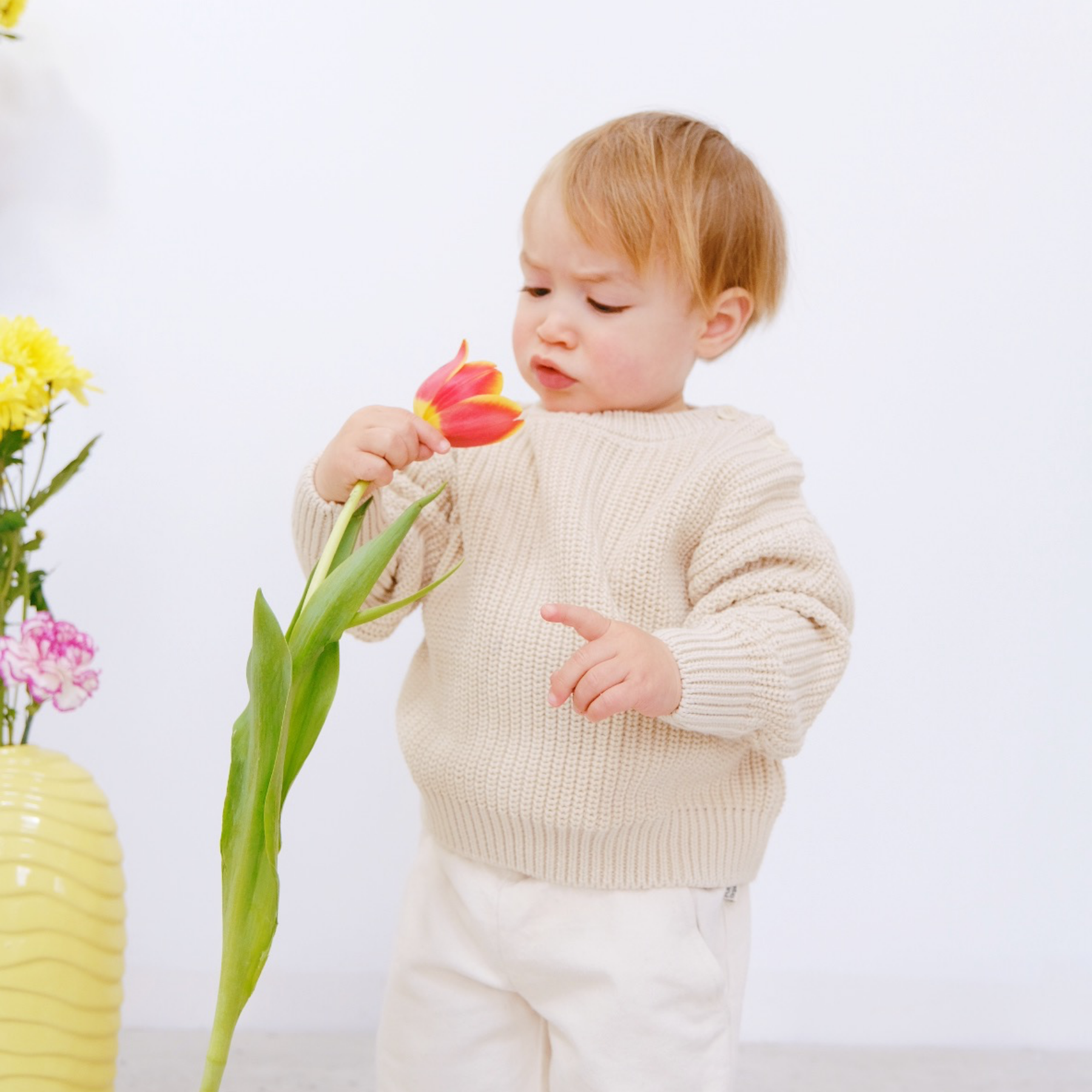 Poudre Organic PULL PISSENLIT COTON Almond Milk