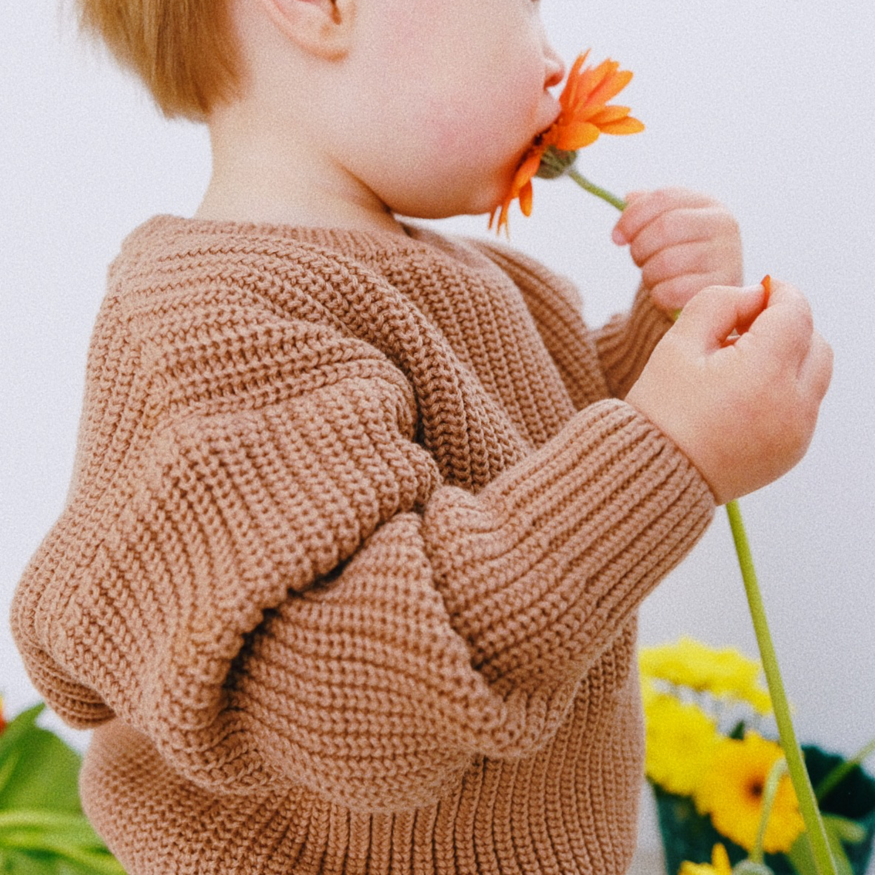 Poudre Organic PULL PISSENLIT COTON Noix De Cajou