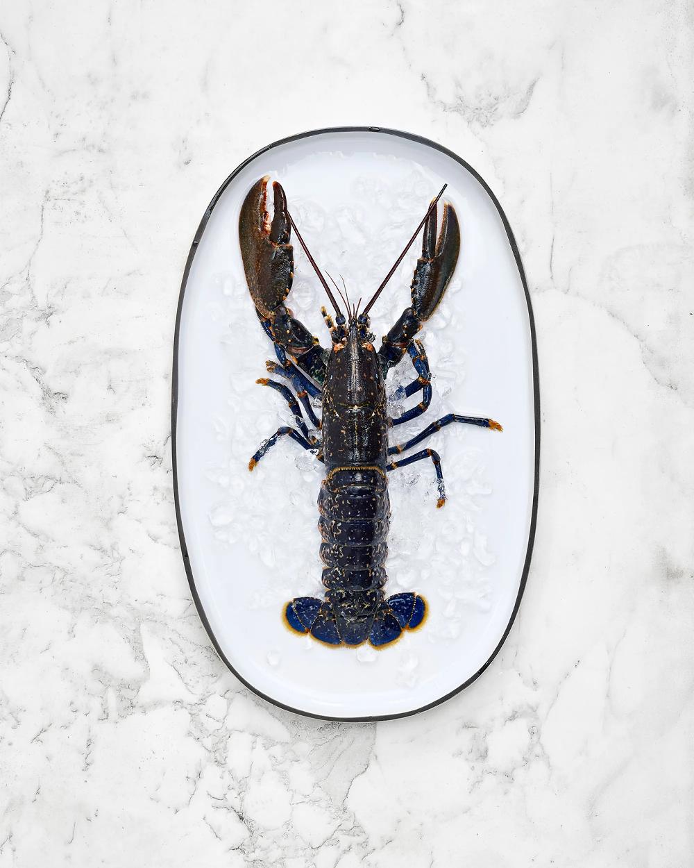 Revol Caractère Plat Oval 46 5 CM