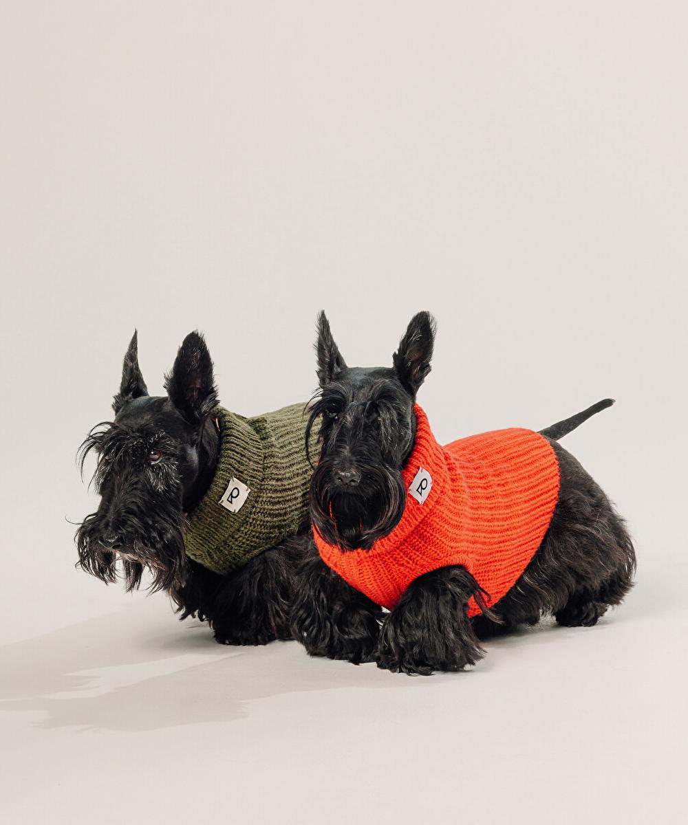 rodier Pull pour chien orange