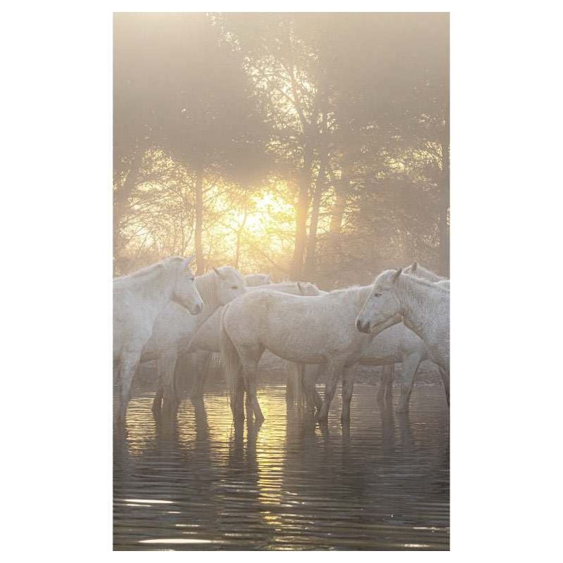 scenolia Papier peint chevaux dans l'eau au lever du soleil