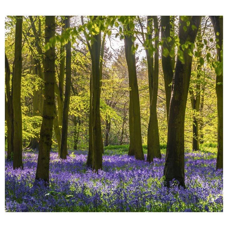 scenolia Papier peint panoramique foret de jacinthes