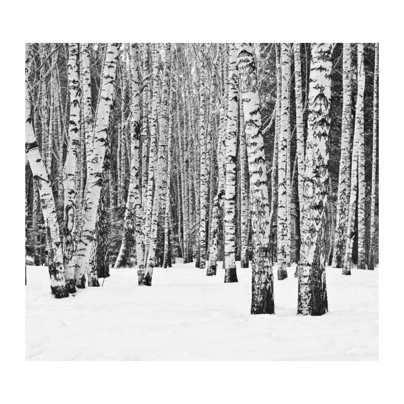 Scenolia Papier Peint Panoramique Forêt Noir Et Blanc