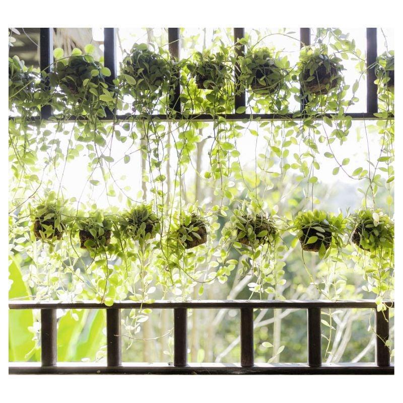 scenolia Papier peint panoramique plantes vertes suspendues