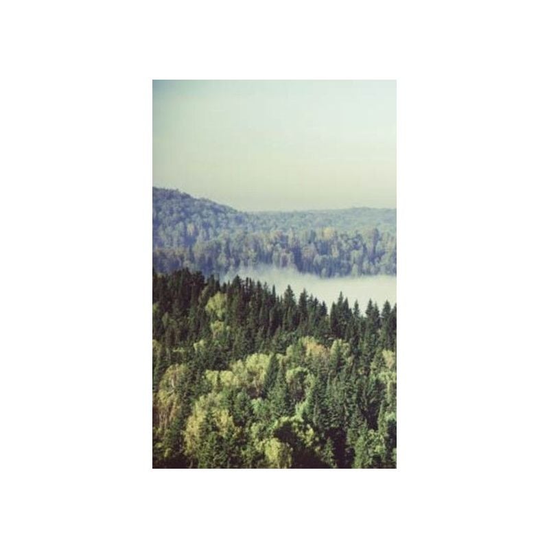 scenolia Papier peint paysage grand format forêt dans la brume
