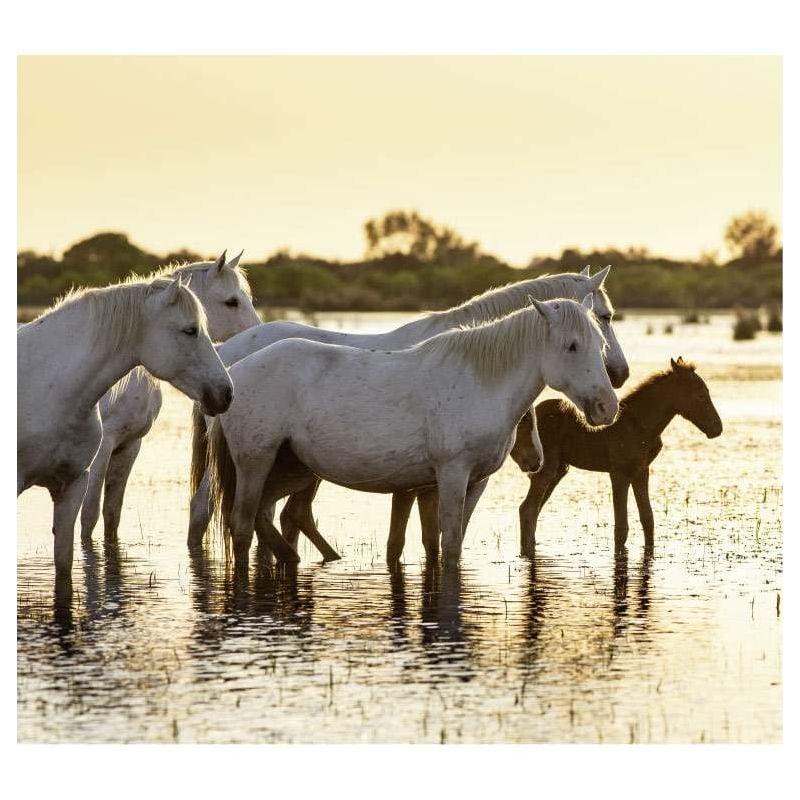 scenolia Papier peint photographie chevaux et paysage de Camargue