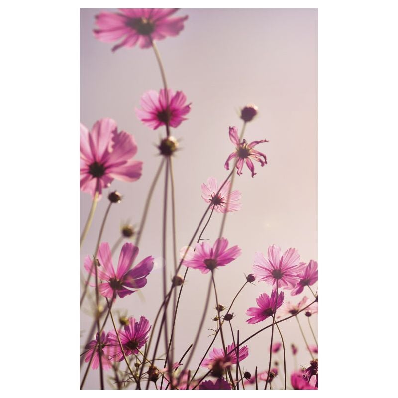 scenolia Papier peint fleurs roses