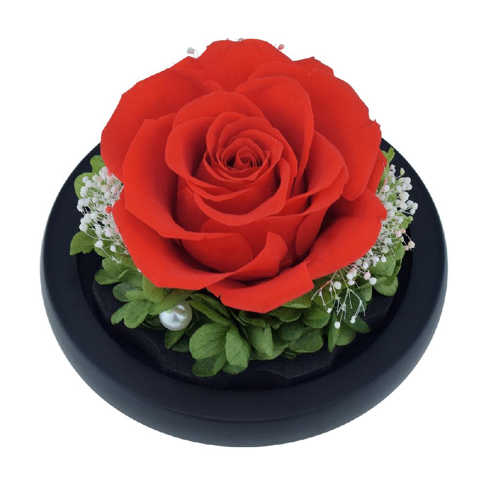 So Charm Cloche En Verre Et Sa Rose éternelle - Stabilisée