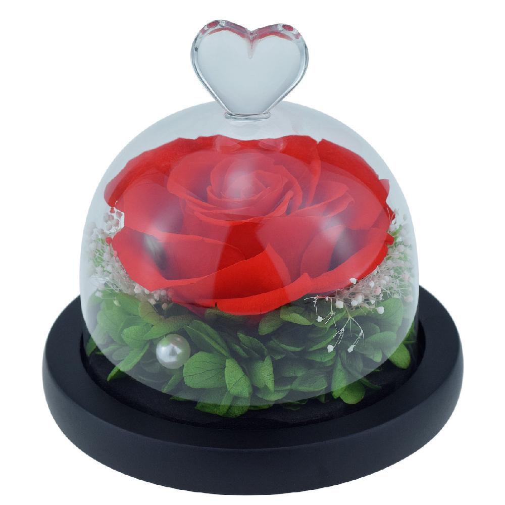 so charm Cloche en verre et sa rose éternelle - stabilisée