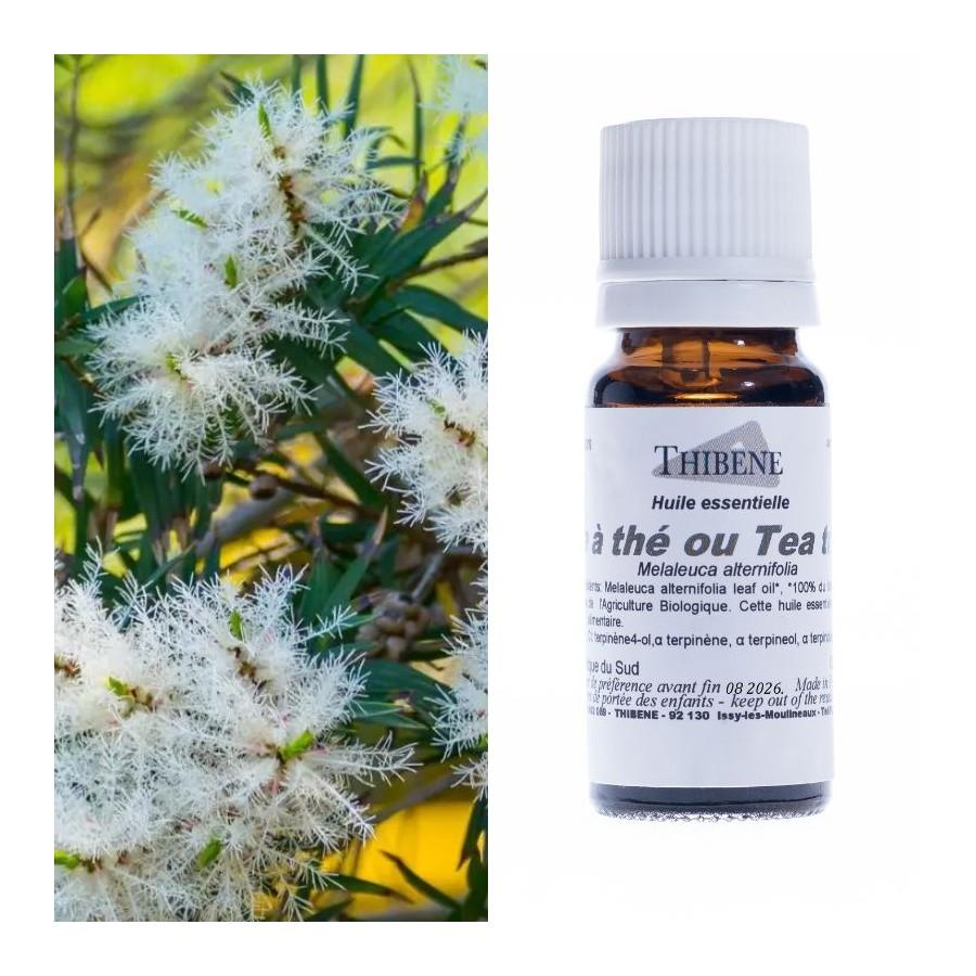 thibêne Huiles essentielles Arbre à Thé ou Tea tree