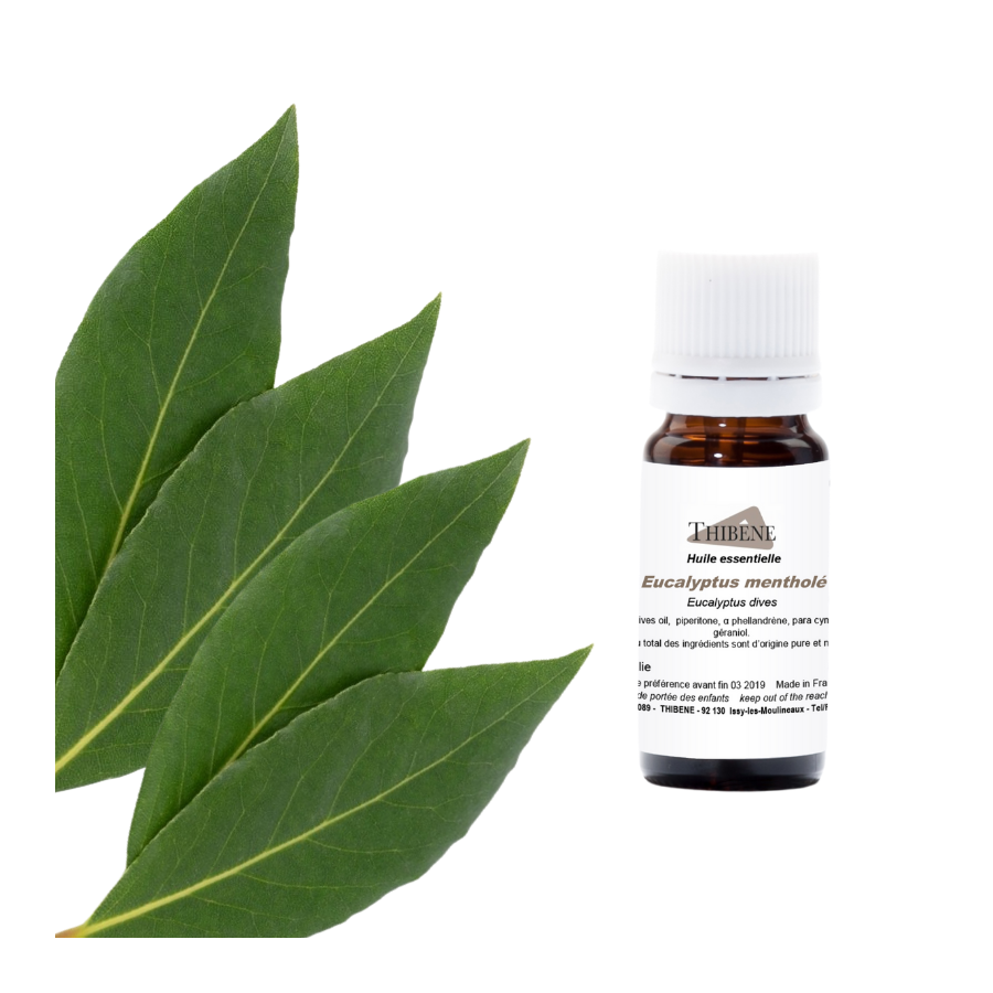 thibêne Huiles essentielles Eucalyptus dives ou Eucalyptus mentholé