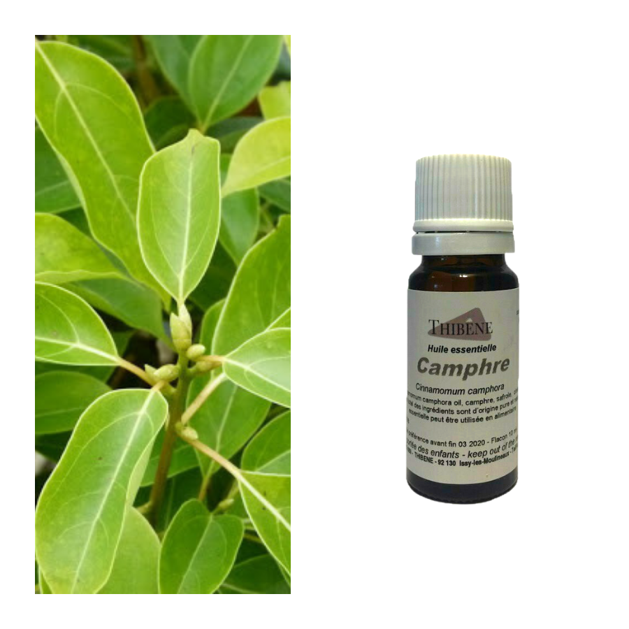 thibêne Huiles essentielles Camphre