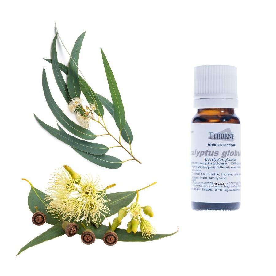 Thibêne Huiles Essentielles Eucalyptus Globulus