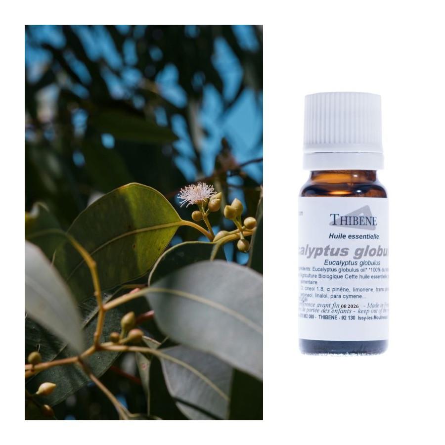 thibêne Huiles essentielles Eucalyptus globulus