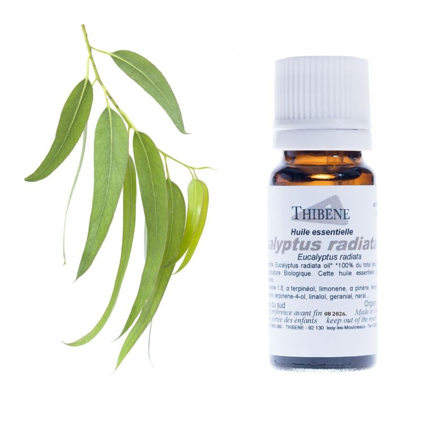 thibêne Huiles essentielles Eucalyptus radiata