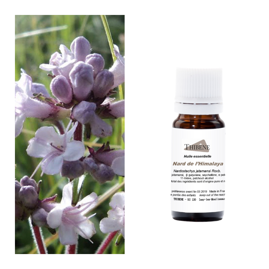 thibêne Huiles essentielles Nard de l'Himalaya