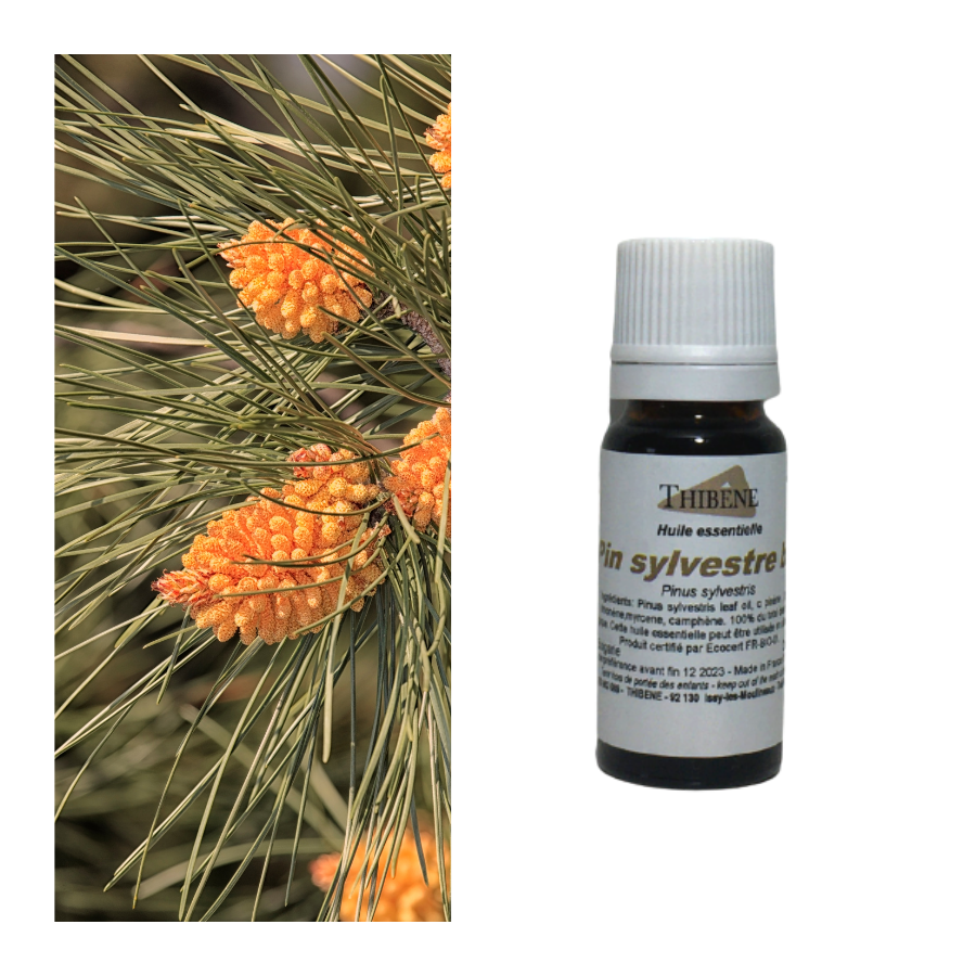 thibêne Huiles essentielles Pin sylvestre