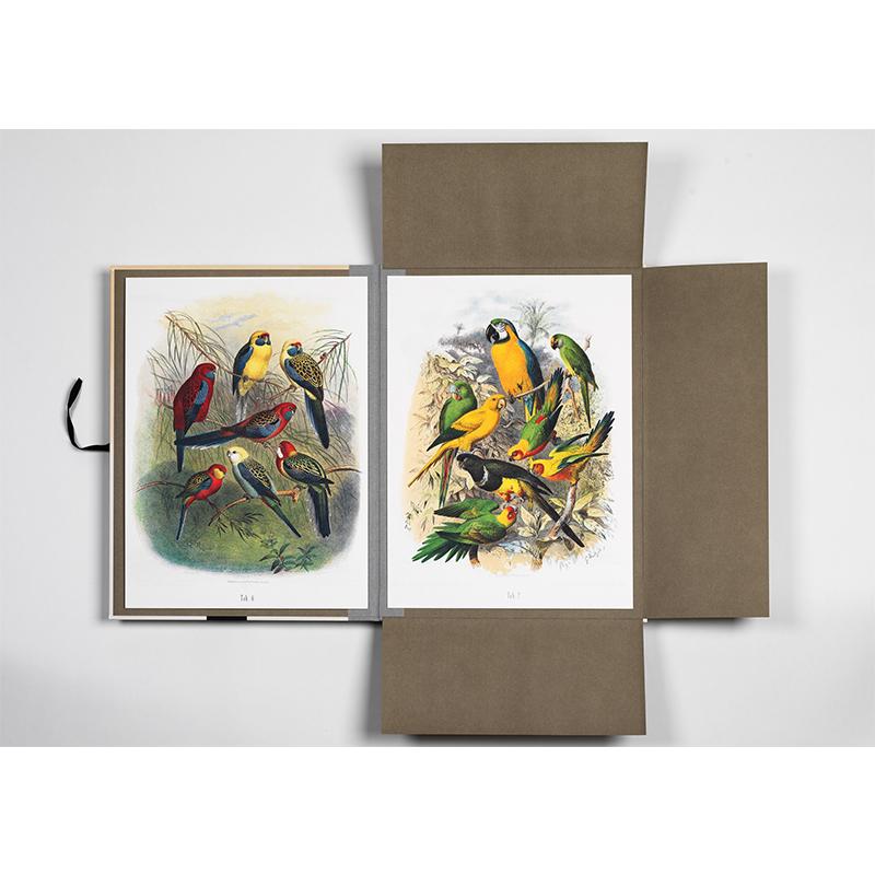 Trendform Art Portfolios TROPICAL BIRD PRINTS