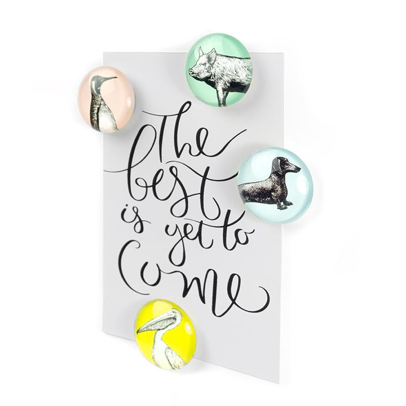 Trendform EYE-Magnete ANIMAL 4er Set