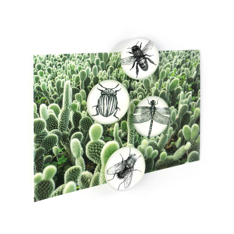 Trendform EYE-Magnete BUG 4er Set