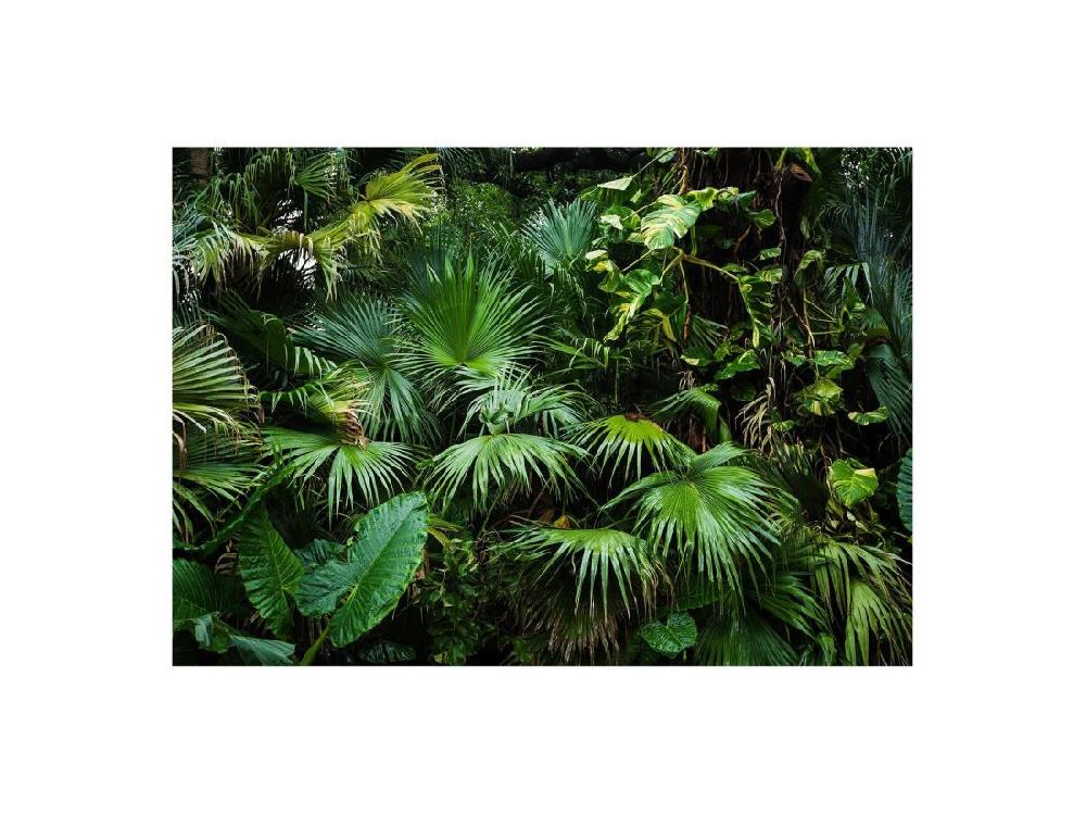 Vente Unique Papier Peint Jungle Ensoleillée - 400 X 280 Cm