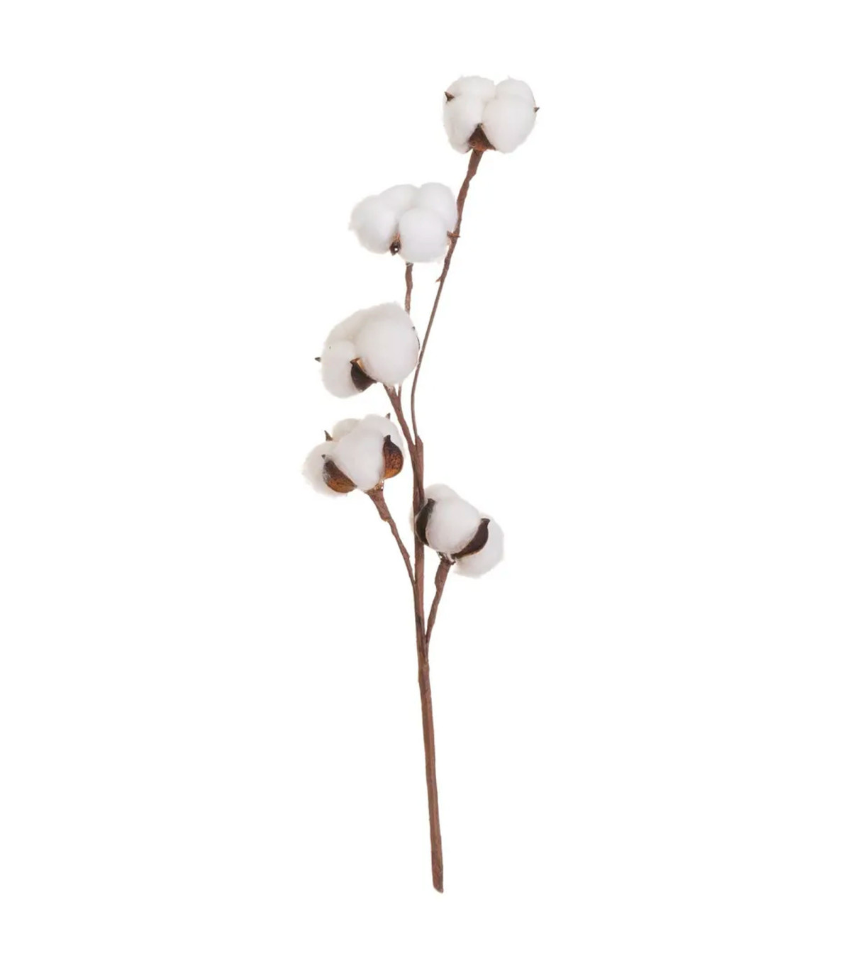 wadiga Branche de coton naturelle décorative 10x10x55cm