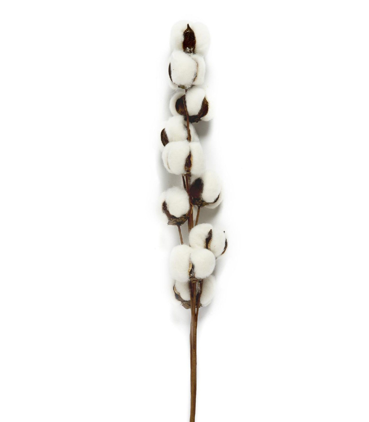 wadiga Branche de Coton Sèche Naturelle Décorative - 70cm