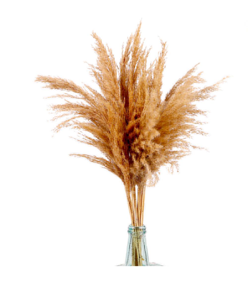 Wadiga Fleur Séchée De Pampa Naturelle 10 Branches - 65 à 75cm