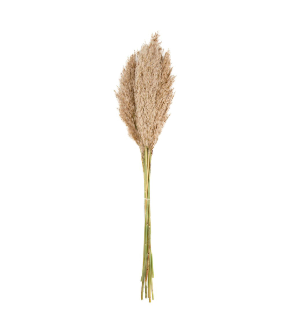 wadiga Fleur séchée de pampa naturelle 10 Branches - 65 à 75cm
