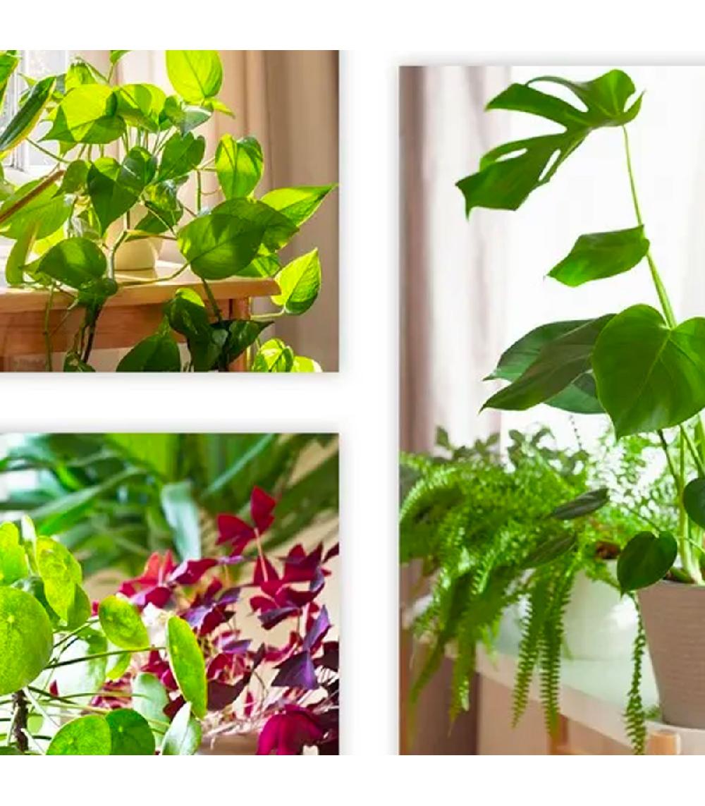 Wadiga Set De 3 Tableaux Décoratifs Photos Plantes 30x1.5x40cm