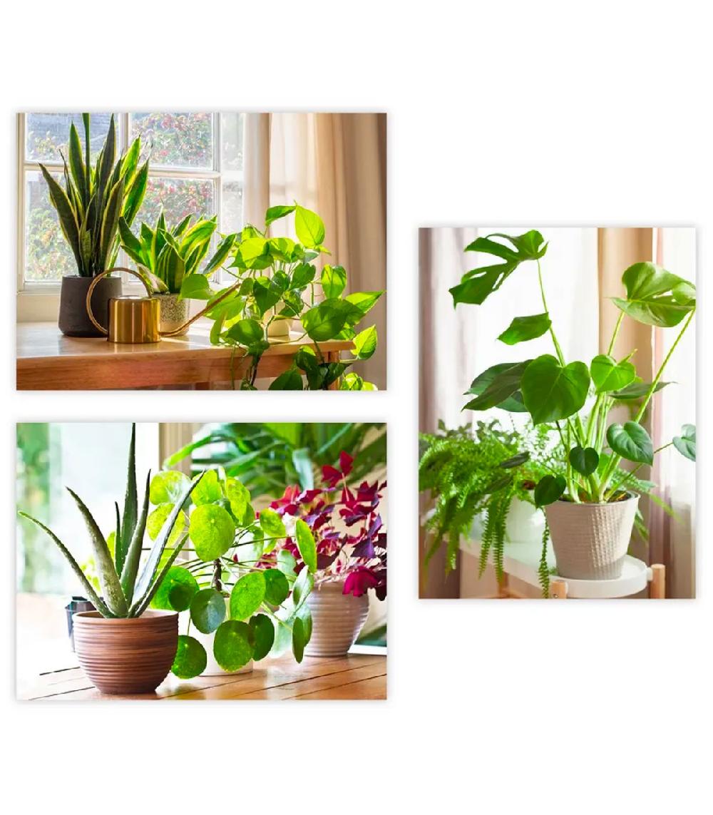 wadiga Set de 3 tableaux décoratifs photos plantes 30x1.5x40cm