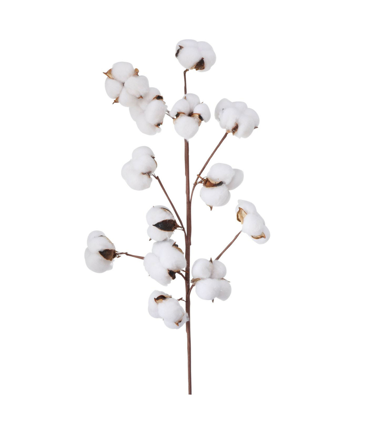 wadiga Branche de coton naturelle décorative - 68cm