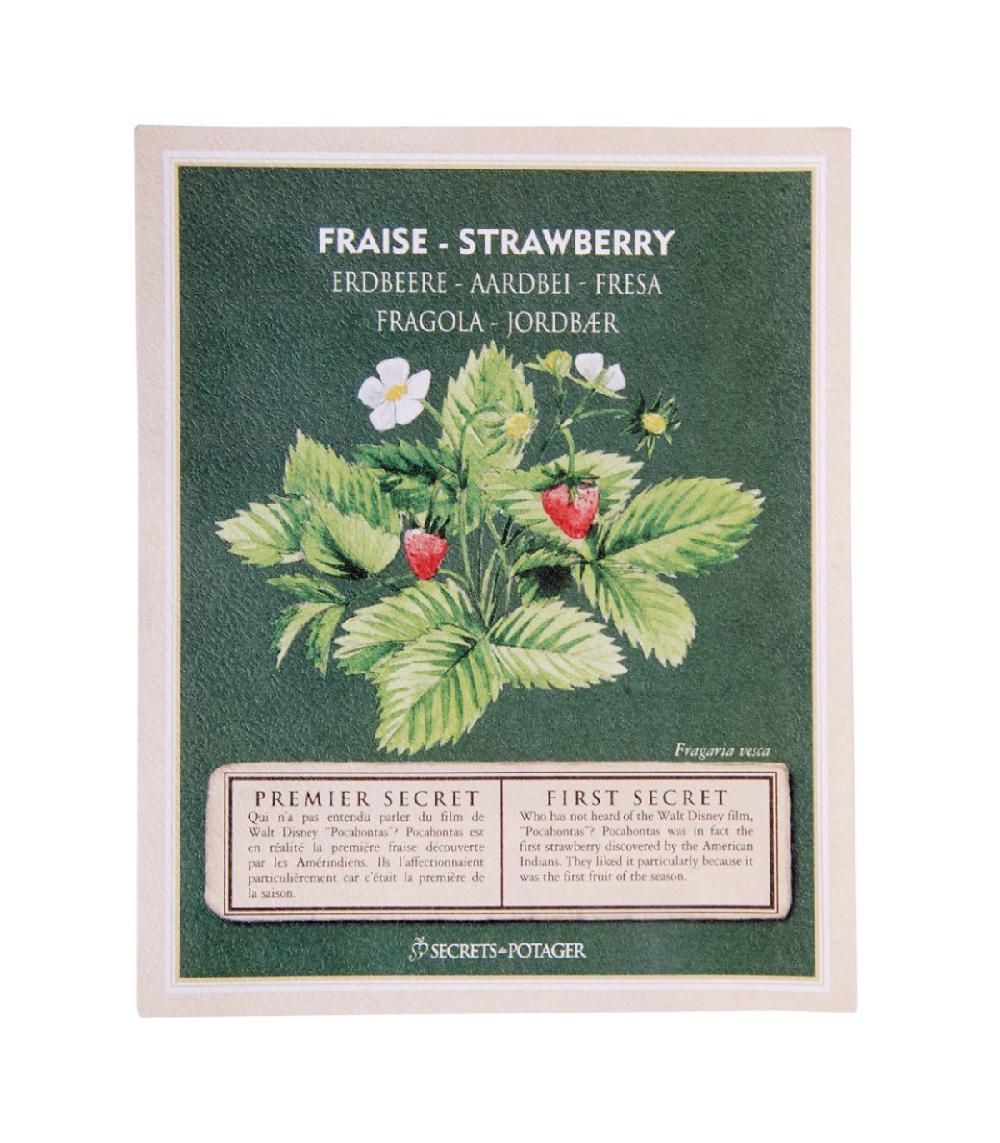 wadiga Graines à Semer - Fraise