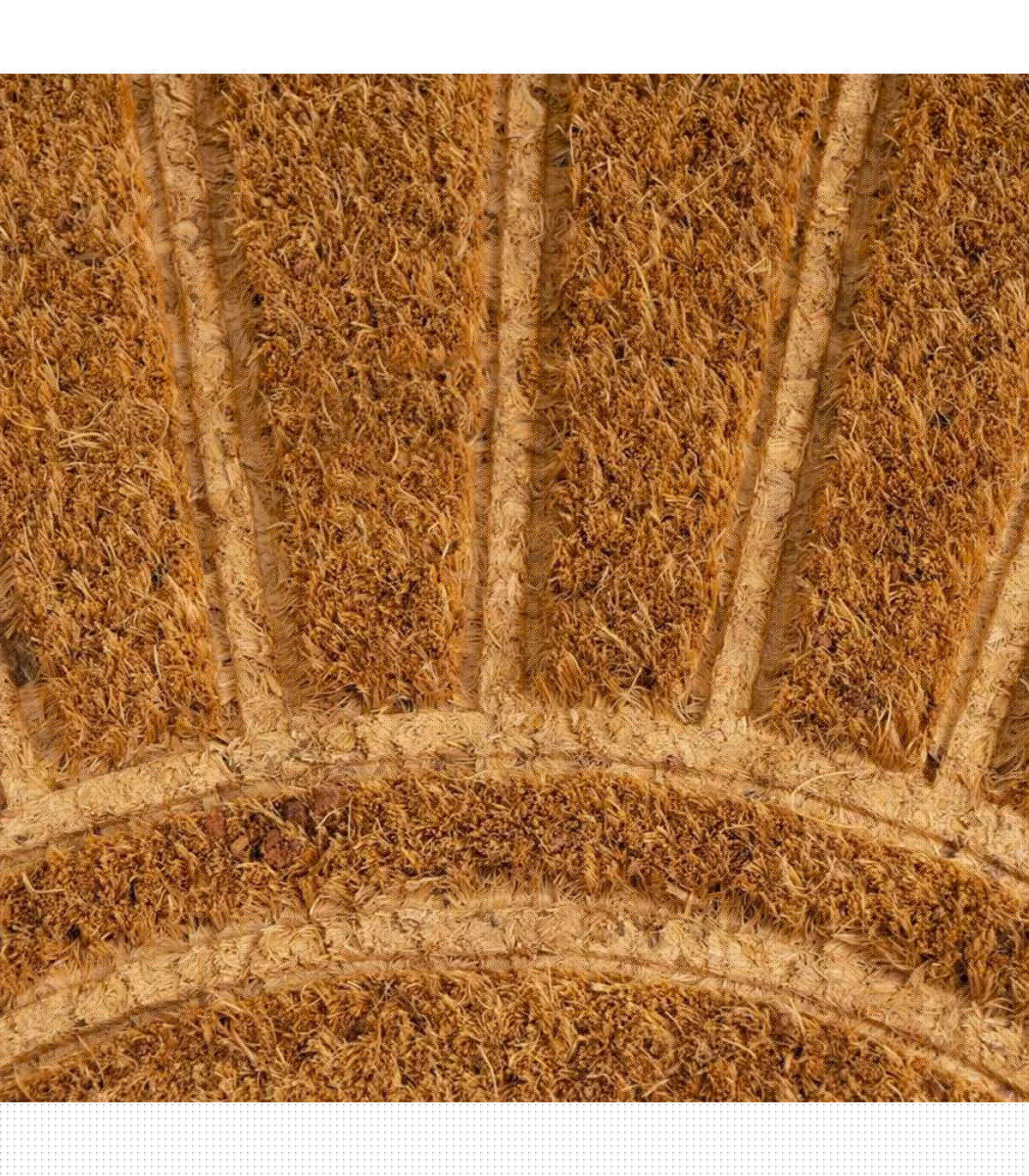 Wadiga Paillasson Coco Marron Soleil 60x40x1.5cm